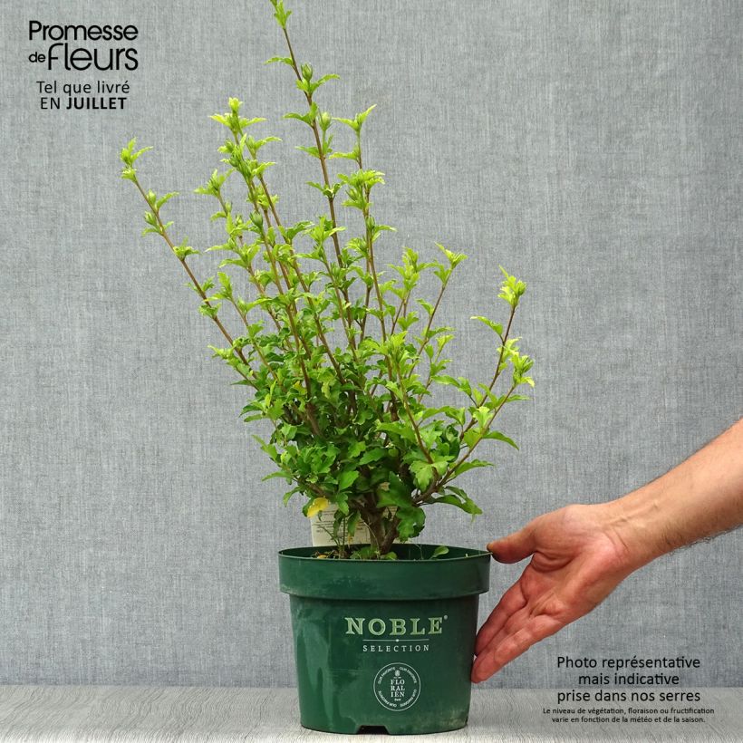 Spécimen de Hibiscus syriacus Pink Chiffon - Althéa semi-double rose pâle Pot de 3L/4L tel que livré en été