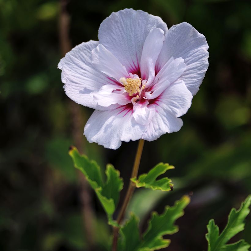 Hibiscus syriacus Pink Chiffon - Althéa semi-double rose pâle (Flowering)
