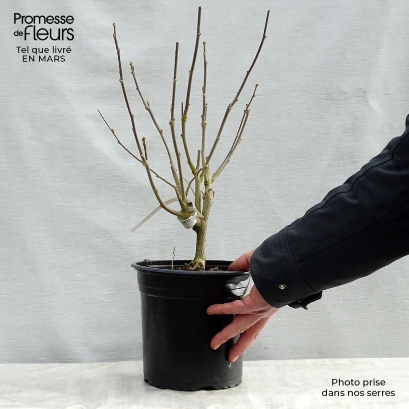 Example of Hibiscus syriacus Pinky Spot - Althéa rose Pot de 4L/5L as you get in printemps