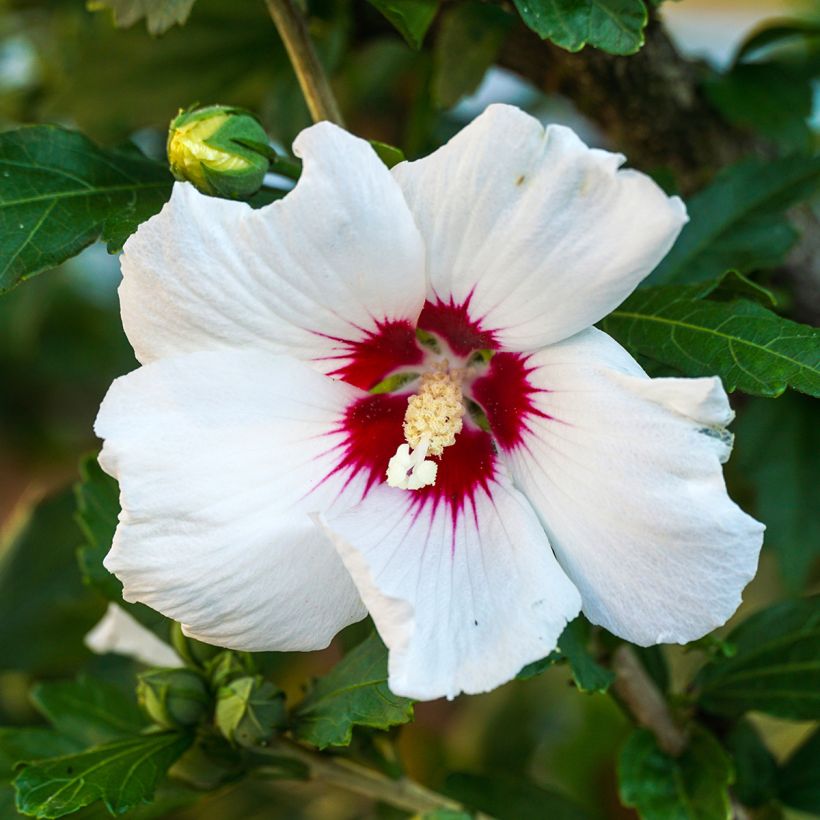 Hibiscus syriacus Red Heart - Mauve en arbre (Flowering)