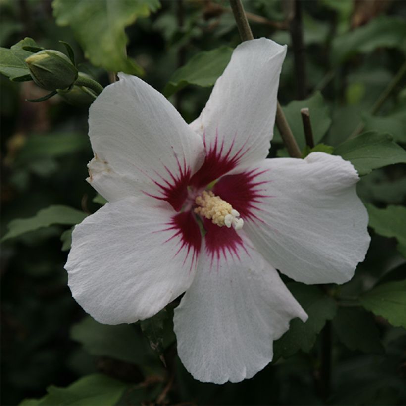 Hibiscus syriacus Shintaeyang - Althéa blanc à coeur rouge cerise (Flowering)
