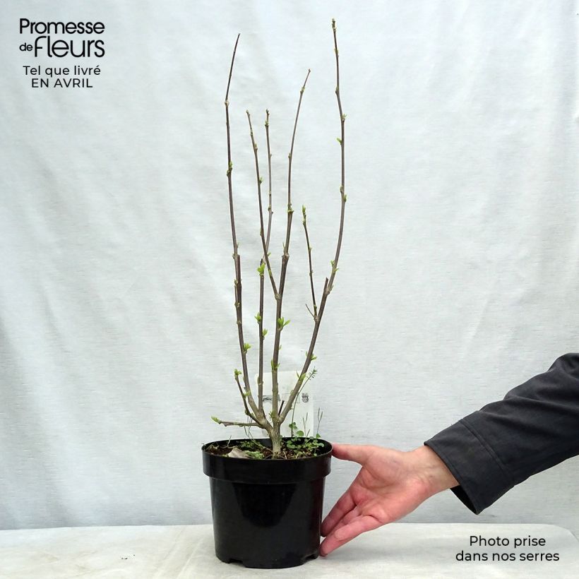 Example of Hibiscus syriacus Shintaeyang - Althéa blanc à coeur rouge cerise Pot de 3L/4L as you get in printemps