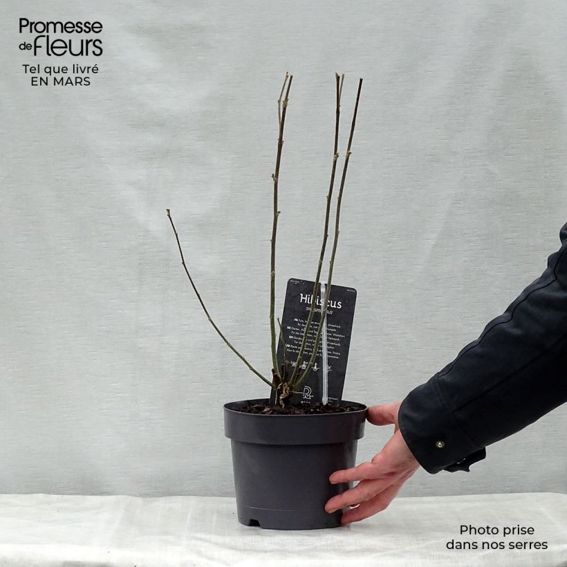 Example of Hibiscus syriacus Speciosus - Althéa Pot de 2L/3L as you get in printemps