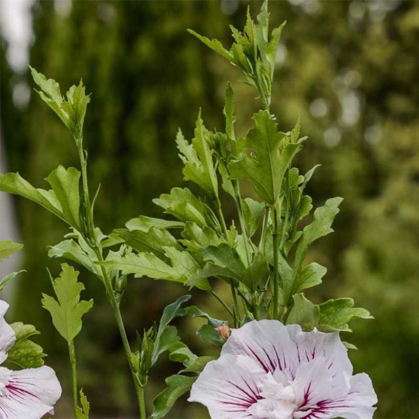 Hibiscus syriacus Starburst Chiffon - Althéa  (Foliage)