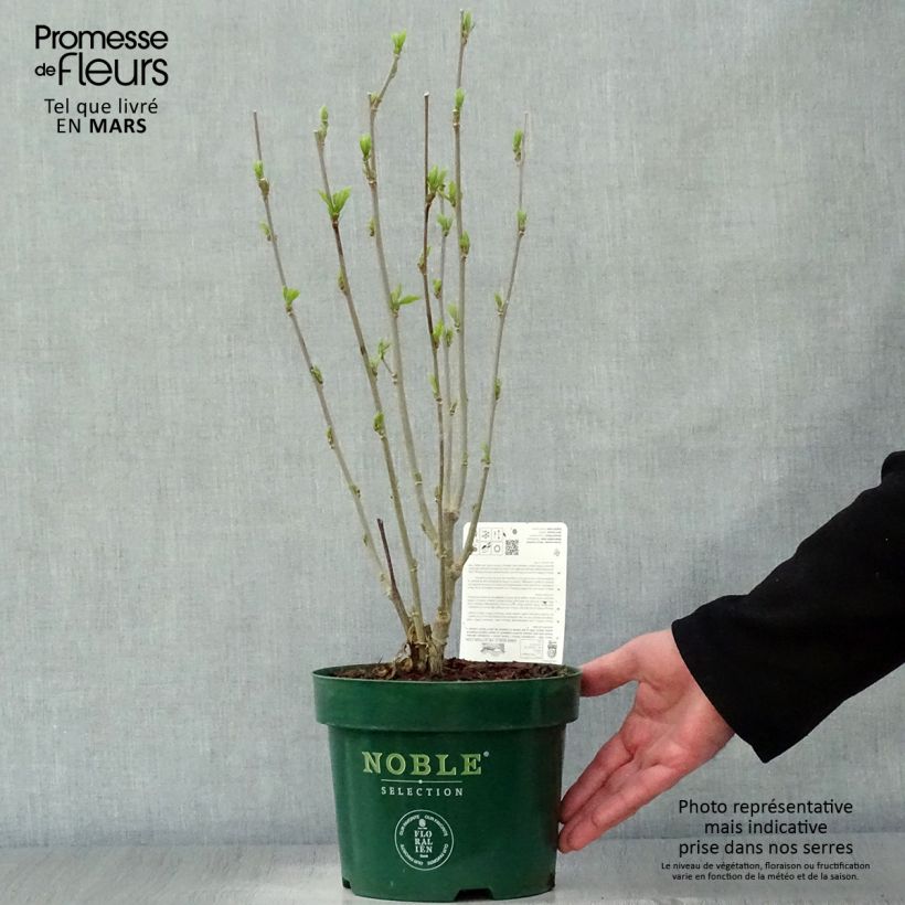 Example of Hibiscus syriacus Starburst Chiffon - Althéa  Pot de 3L/4L as you get in printemps