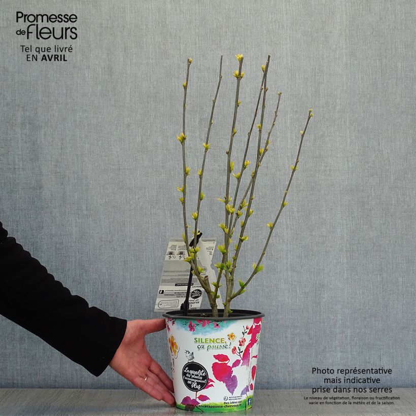 Example of Hibiscus syriacus Sup'Heart - Althéa à grosses fleurs Pot de 3L/4L as you get in printemps