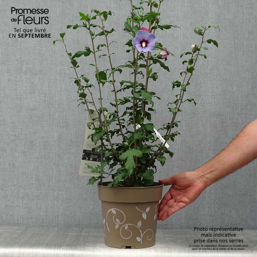 Spécimen de Hibiscus syriacus Three Sisters - Althéa  Pot de 6L/7L tel que livré en automne
