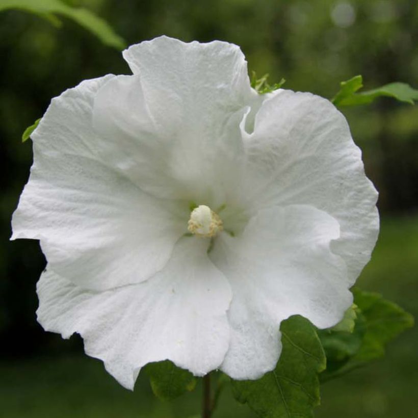 Hibiscus syriacus Totus Albus - Althéa blanc pur. (Flowering)