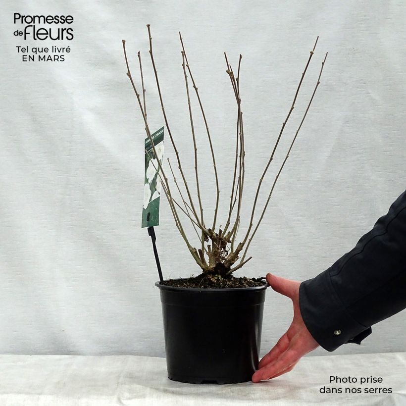 Example of Hibiscus syriacus Totus Albus - Althéa blanc pur. Pot de 2L/3L as you get in printemps