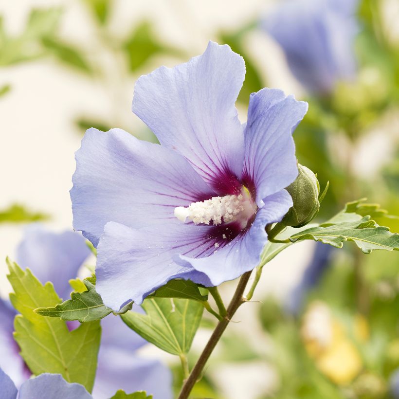 Hibiscus syriacus Ultramarine - Althéa bleu (Flowering)