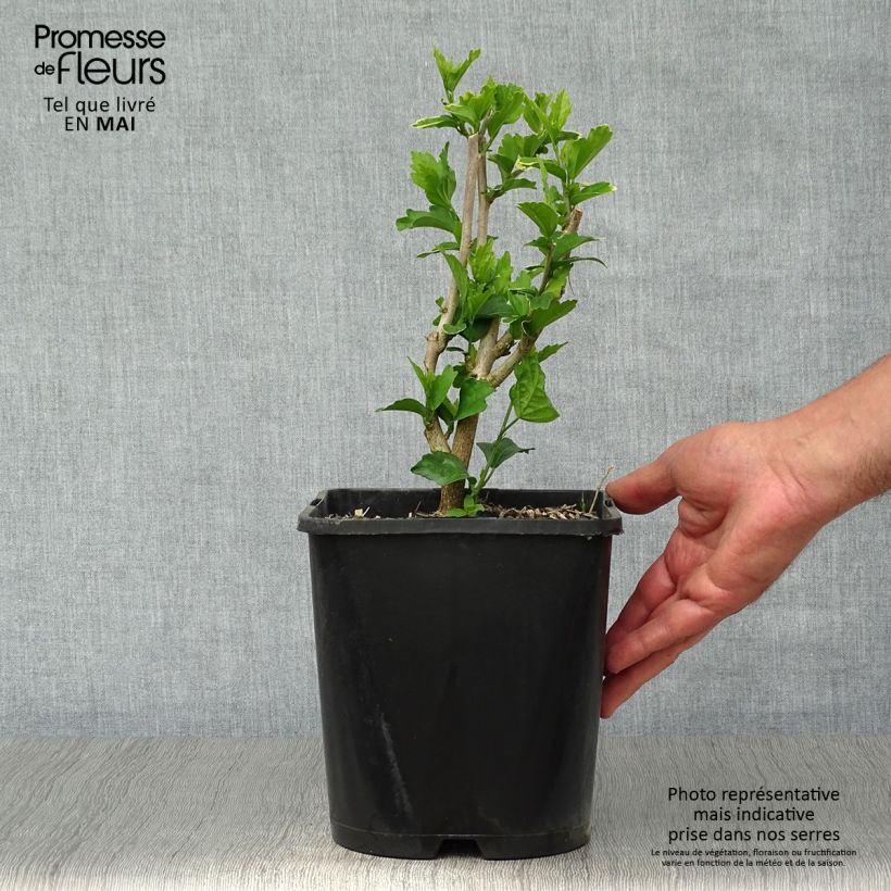 Example of Hibiscus syriacus Ultramarine - Althéa bleu Pot de 3L/4L as you get in printemps