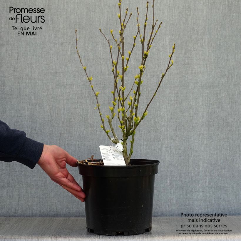 Example of Hibiscus syriacus Ultramarine - Althéa bleu Pot de 7,5L/10L as you get in printemps