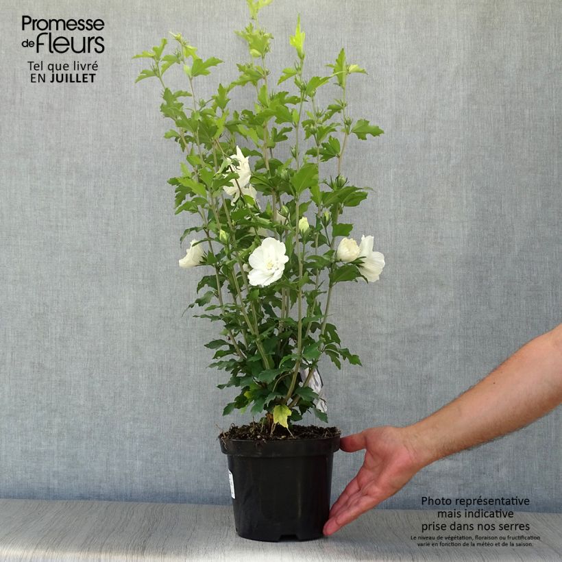 Spécimen de Hibiscus syriacus White Chiffon - Althéa blanc double Pot de 2L/3L tel que livré en été