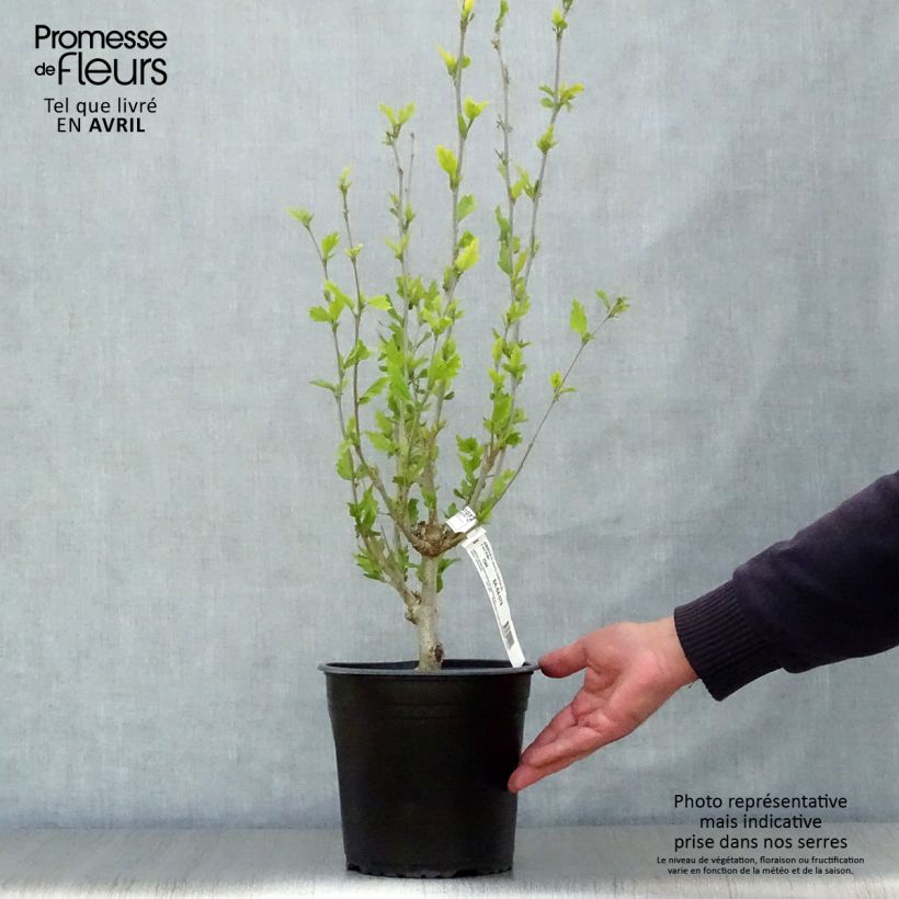 Example of Hibiscus syriacus White Chiffon - Althéa blanc double Pot de 2L/3L as you get in printemps