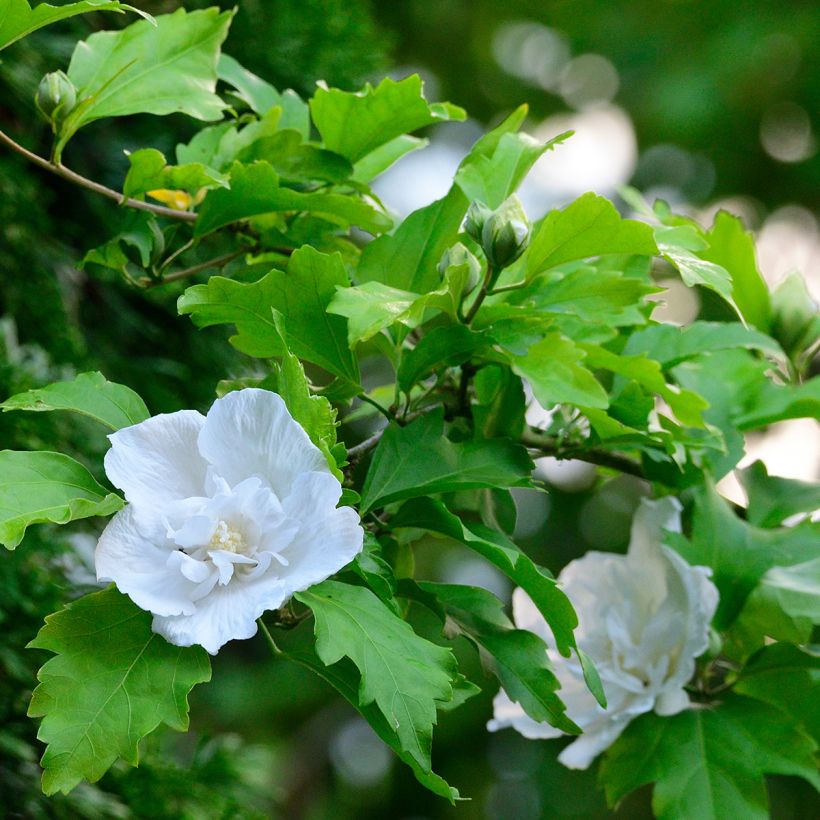 Hibiscus syriacus White Chiffon - Althéa blanc double (Foliage)