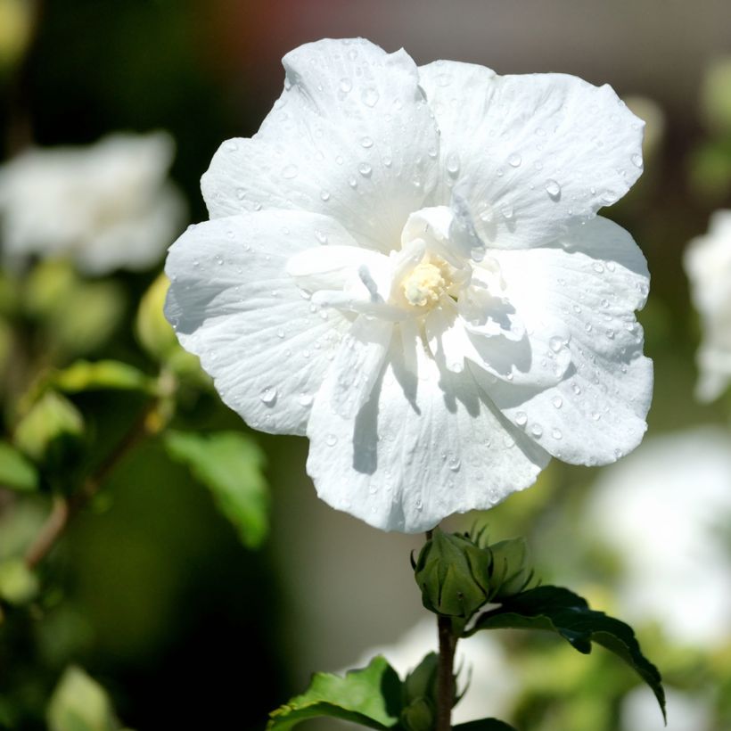 Hibiscus syriacus White Chiffon - Althéa blanc double (Flowering)