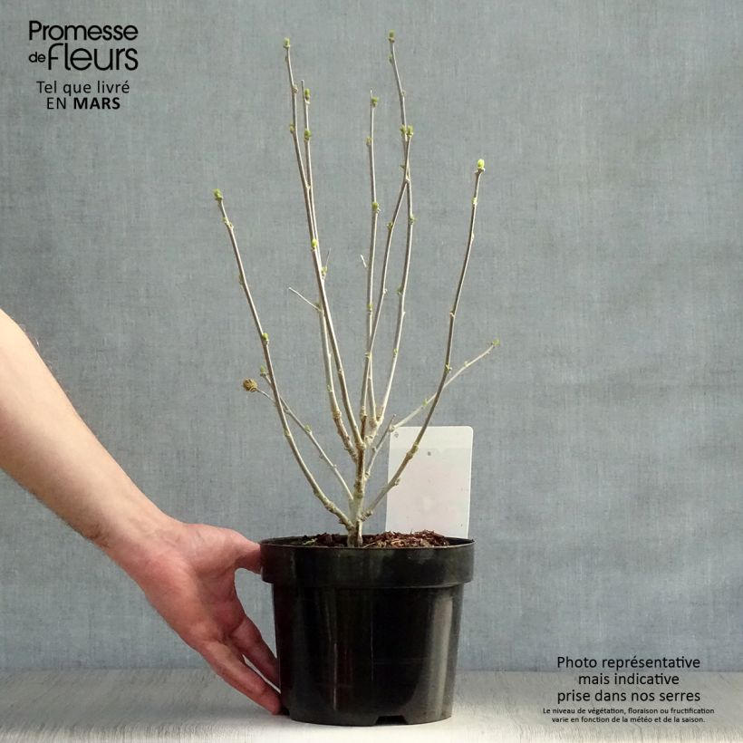 Example of Hibiscus syriacus Woodbridge  Pot de 2L/3L as you get in printemps