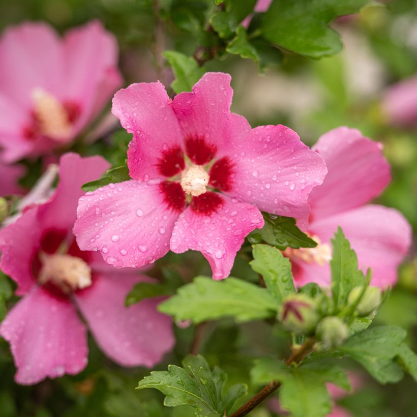 Hibiscus syriacus Woodbridge  (Flowering)