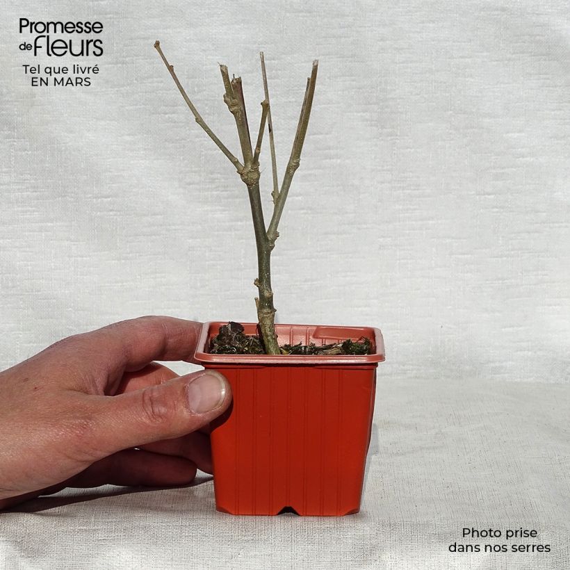 Example of Hibiscus syriacus Woodbridge  Godet de 8/9 cm as you get in printemps