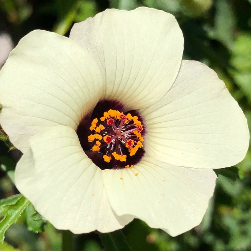 Hibiscus trionum - Ketmie d'Afrique, Fleur d'une heure (Flowering)