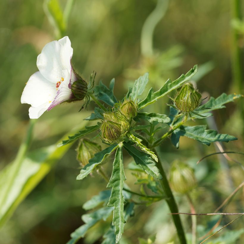 Hibiscus trionum - Ketmie d'Afrique, Fleur d'une heure (Foliage)