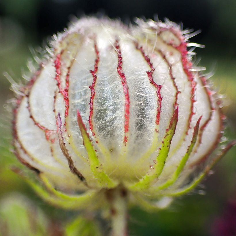 Hibiscus trionum - Ketmie d'Afrique, Fleur d'une heure (Harvest)