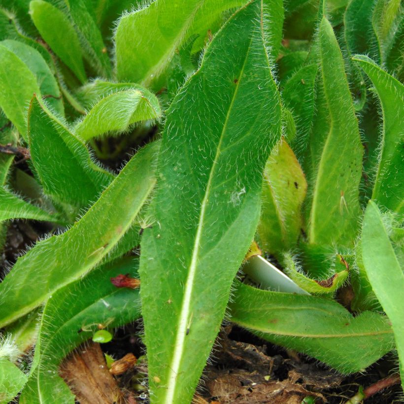 Hieracium aurantiacum - Epervière (Foliage)