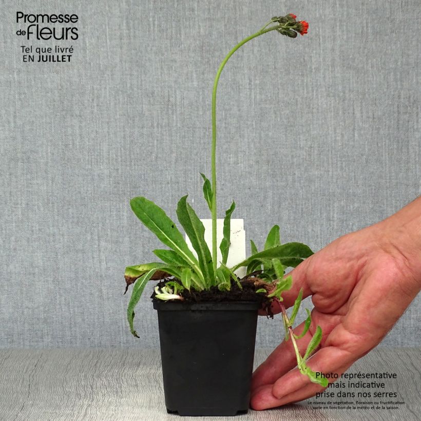 Spécimen de Hieracium aurantiacum - Epervière Godet de 8/9 cm tel que livré en été