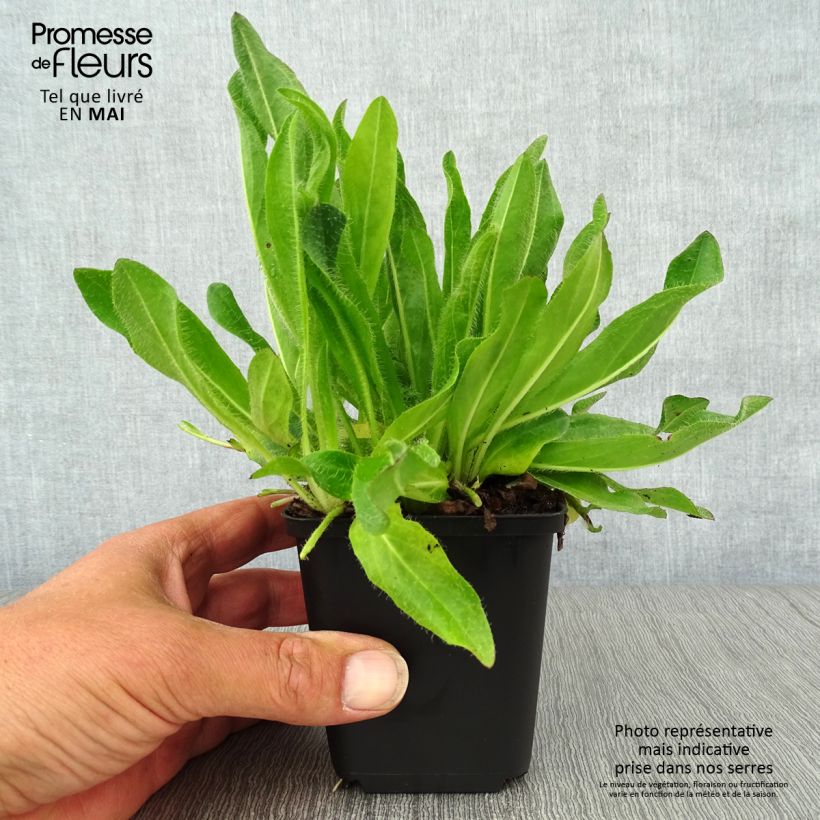 Example of Hieracium aurantiacum - Epervière Godet de 8/9 cm as you get in printemps