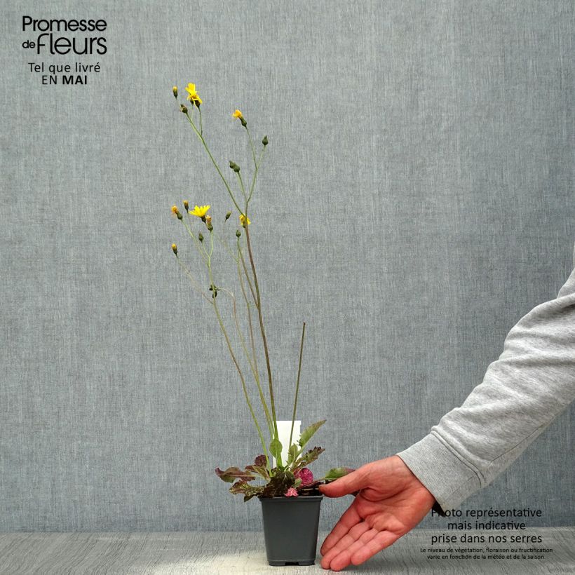 Spécimen de Hieracium maculatum - Epervière tachée Godet de 8/9 cm tel que livré au printemps
