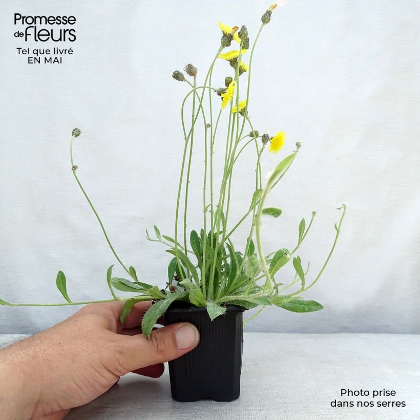 Example of Hieracium pilosella - Epervière Godet de 8/9 cm as you get in printemps