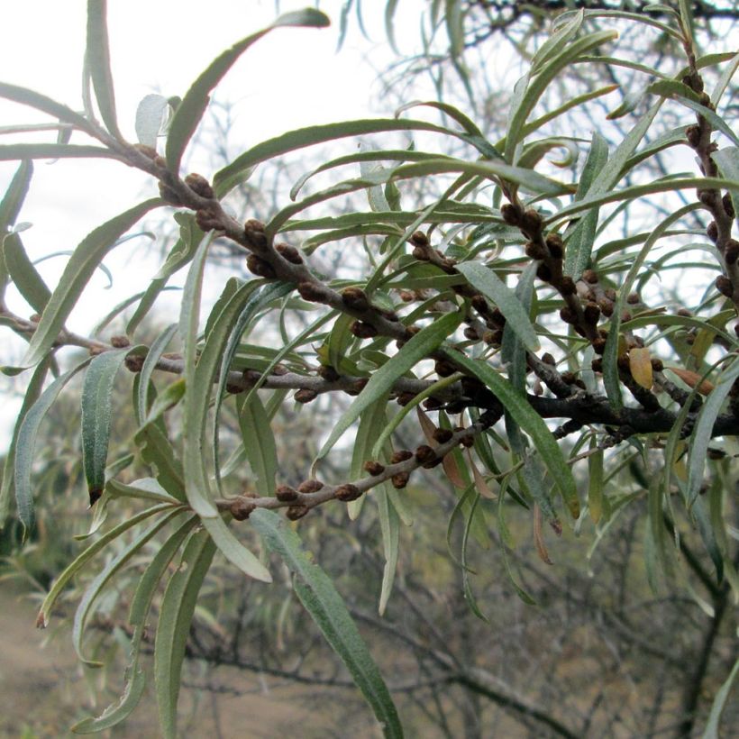Hippophae rhamnoides - Argousier (Foliage)