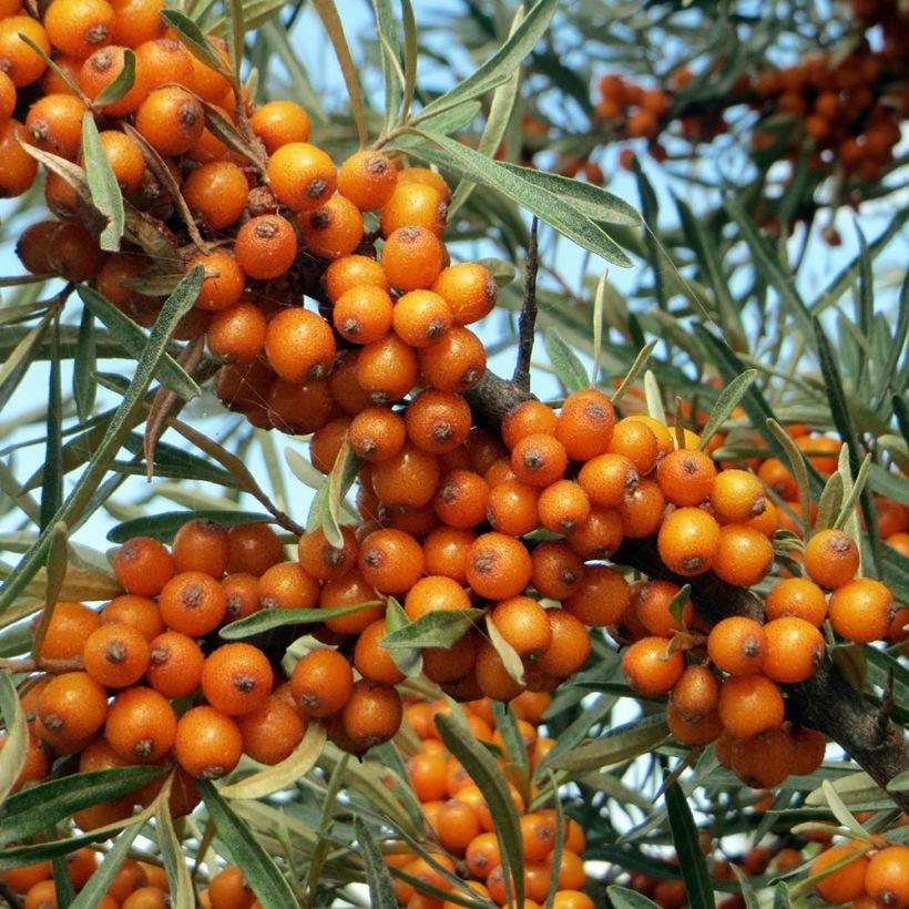 Hippophae rhamnoides - Argousier (Harvest)