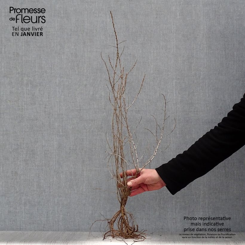 Example of Hippophae rhamnoides - Argousier Racines nues as you get in hiver