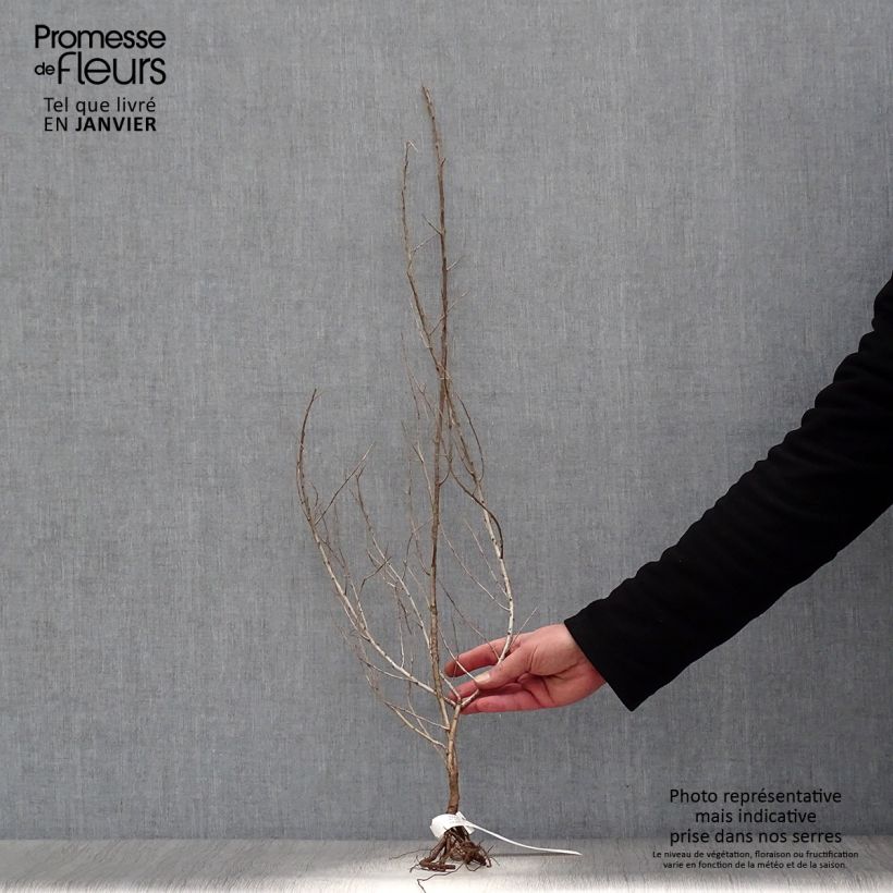 Example of Hippophae rhamnoides - Argousier Racines nues, Buisson, Ramifié as you get in hiver