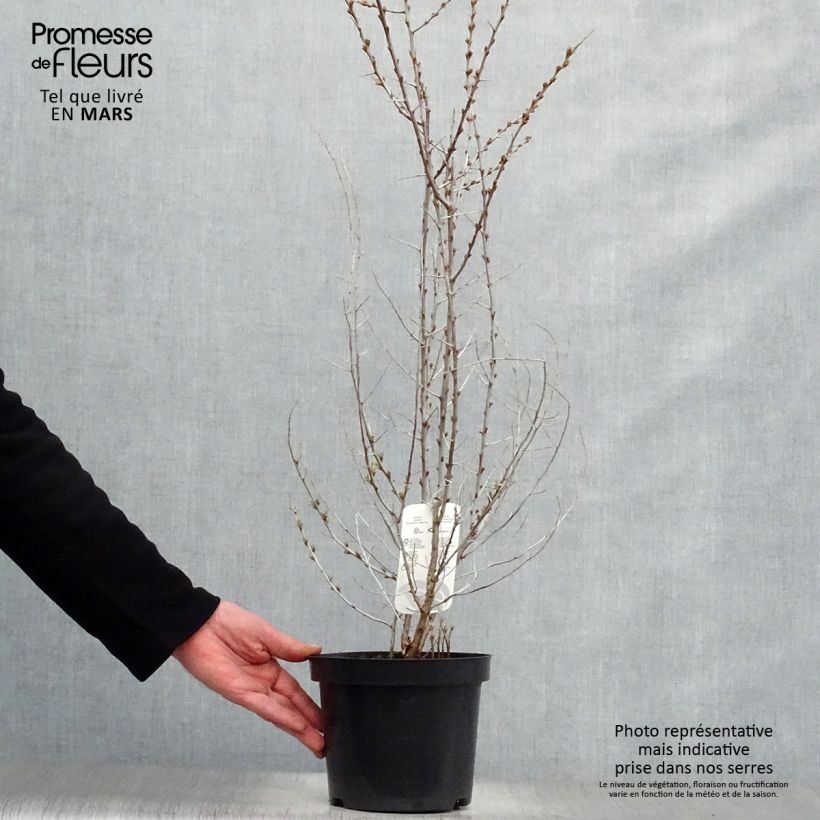 Example of Hippophae rhamnoides - Argousier Pot de 2L/3L as you get in printemps