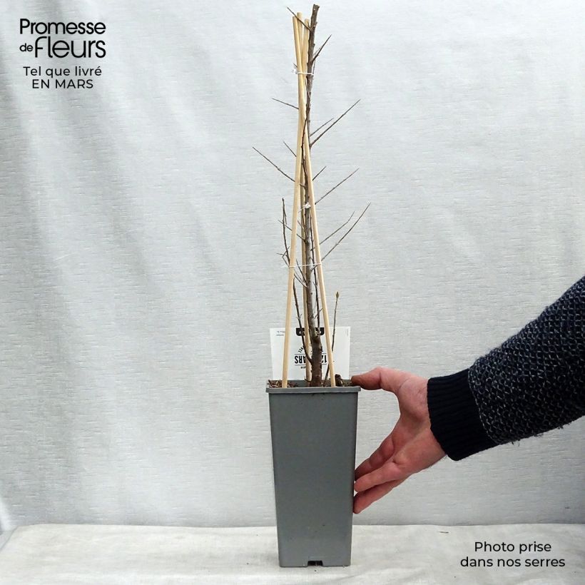 Example of Hippophae rhamnoides Friesdorfer Orange - Argousier Pot de 1,5L/2L as you get in printemps