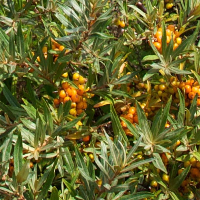 Hippophae rhamnoides Leikora - Argousier femelle (Foliage)
