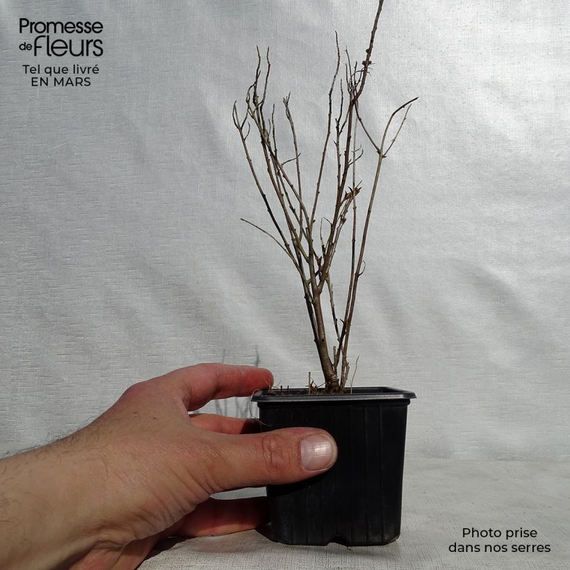 Example of Hippophae rhamnoides Leikora - Argousier femelle Godet de 8/9 cm as you get in printemps