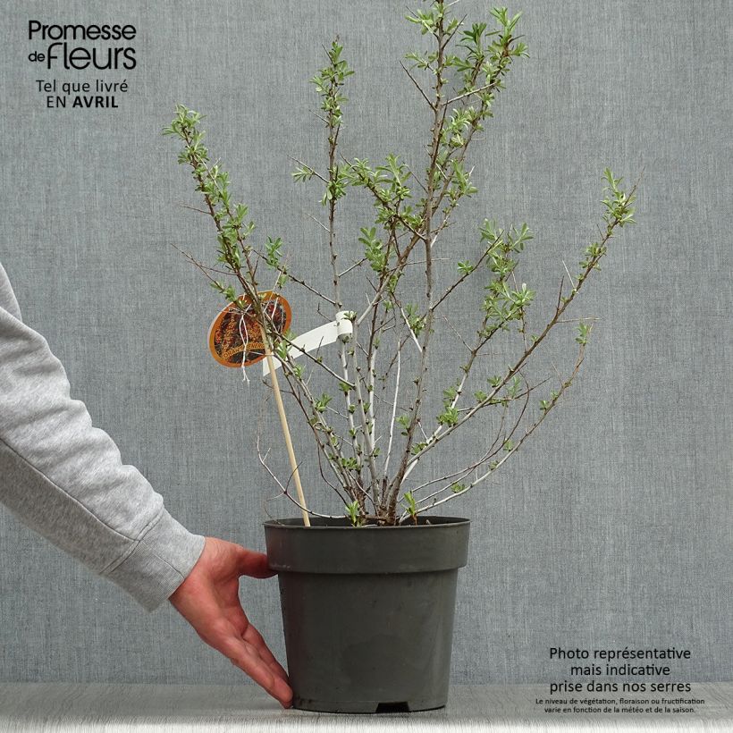 Example of Hippophae rhamnoides Orange Energy - Argousier  Pot de 3L/4L as you get in printemps