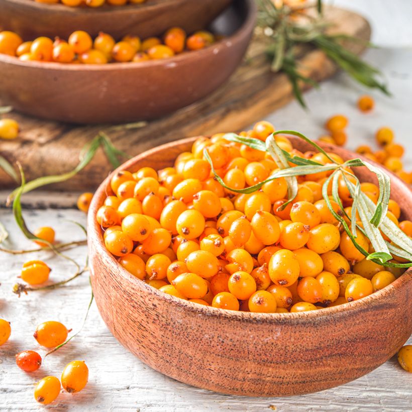 Hippophae rhamnoides Orange Energy - Argousier  (Harvest)