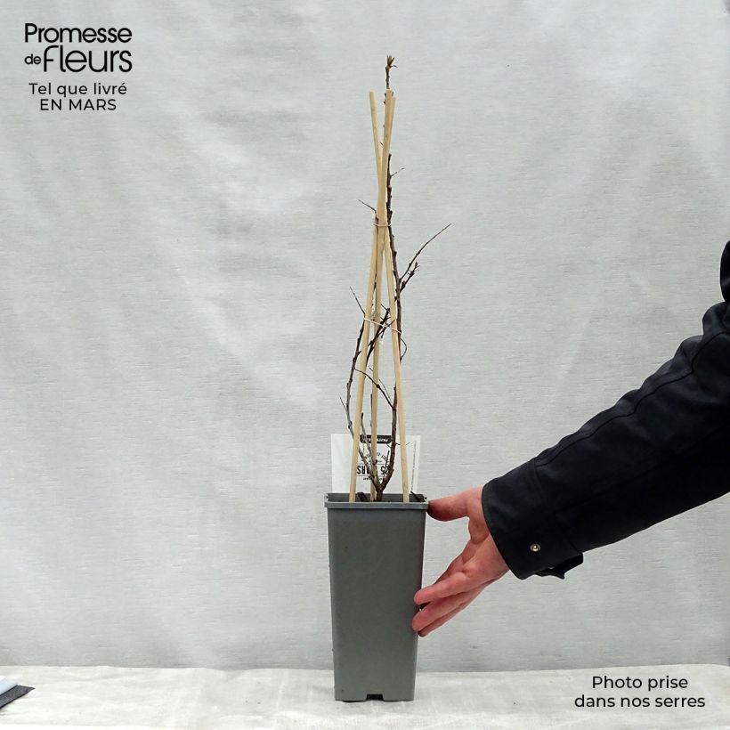 Example of Hippophae rhamnoides Pollmix - Argousier Pot de 1,5L/2L as you get in printemps