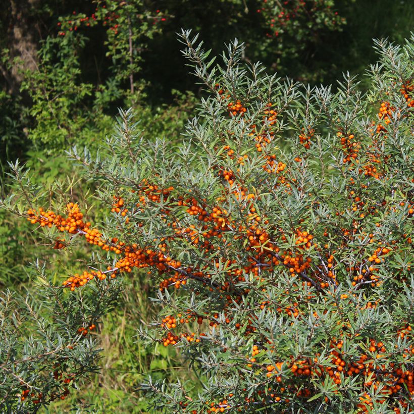 Hippophae rhamnoides Sirola - Argousier femelle (Plant habit)