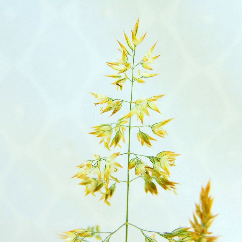 Holcus mollis Albovariegatus (Flowering)