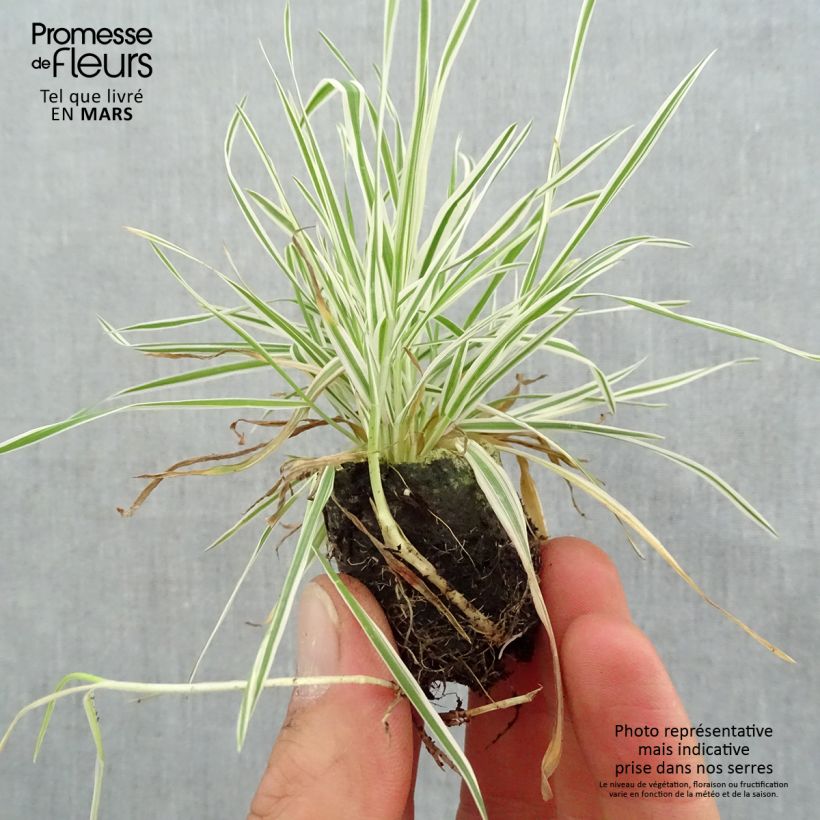 Example of Holcus mollis Albovariegatus Mini-motte Ø 3/4 cm, Plant vert de 5 à 10 cm de haut as you get in printemps