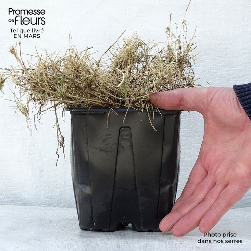 Example of Holcus mollis Albovariegatus Pot de 2L/3L as you get in printemps
