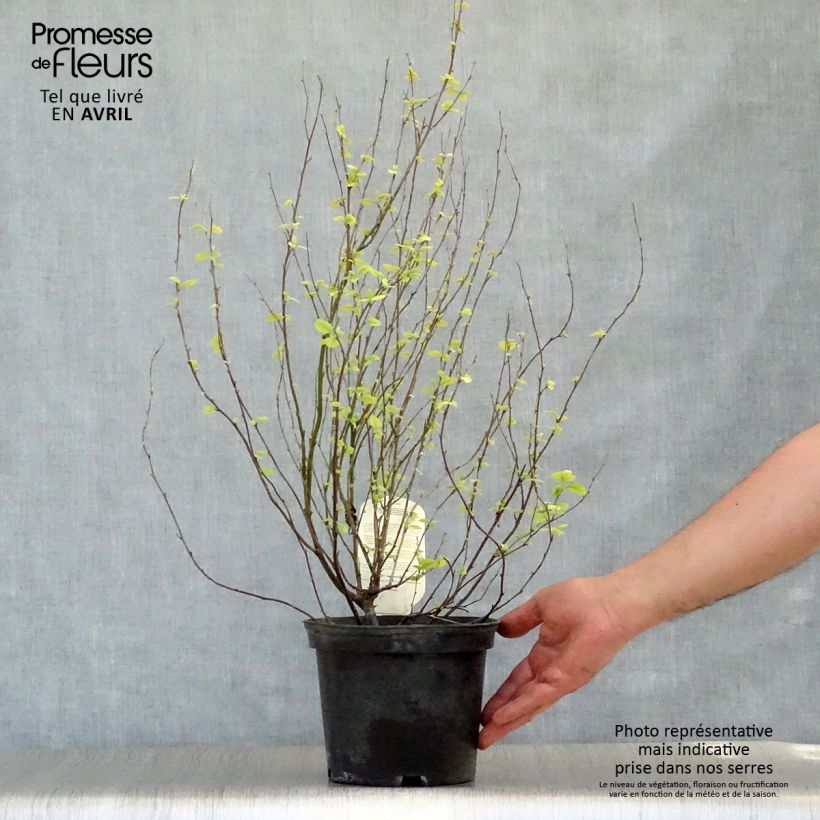 Spécimen de Holodiscus discolor - Holodisque discolore Pot de 4L/5L tel que livré au printemps