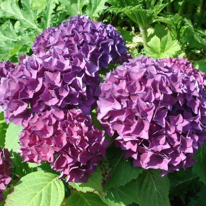 Hortensia - Hydrangea macrophylla Hovaria Hobergine (Flowering)