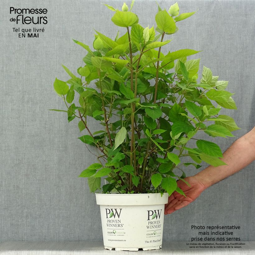 Example of Hortensia arborescens Lime Rickey Pot de 7,5L/10L as you get in printemps