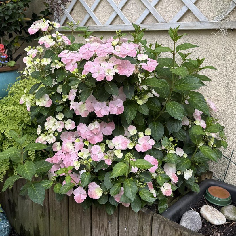 Hortensia - Hydrangea French Bolero (Port)